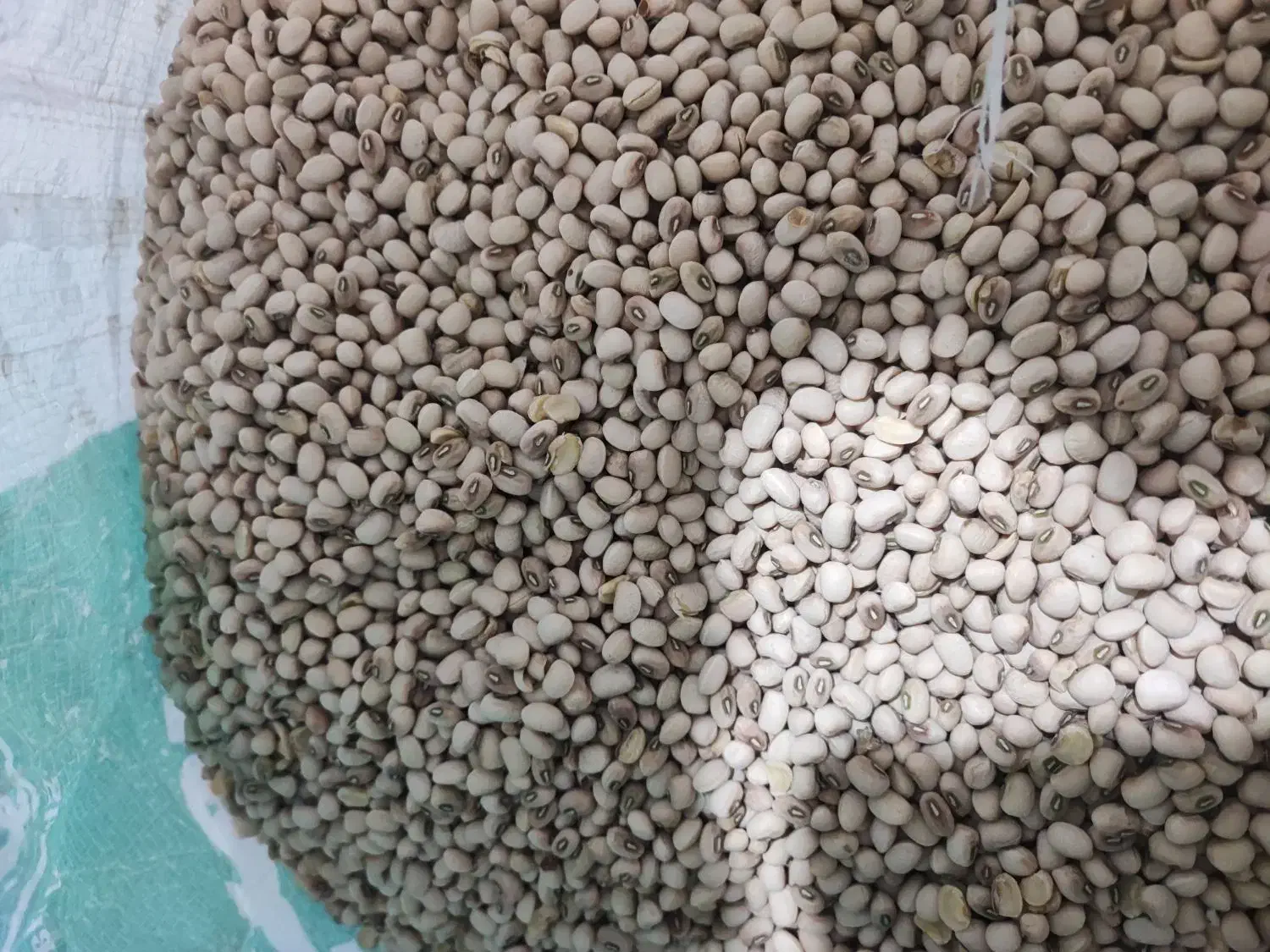 لوبیا|عمده‌فروشی|بهبهان, |دیوار