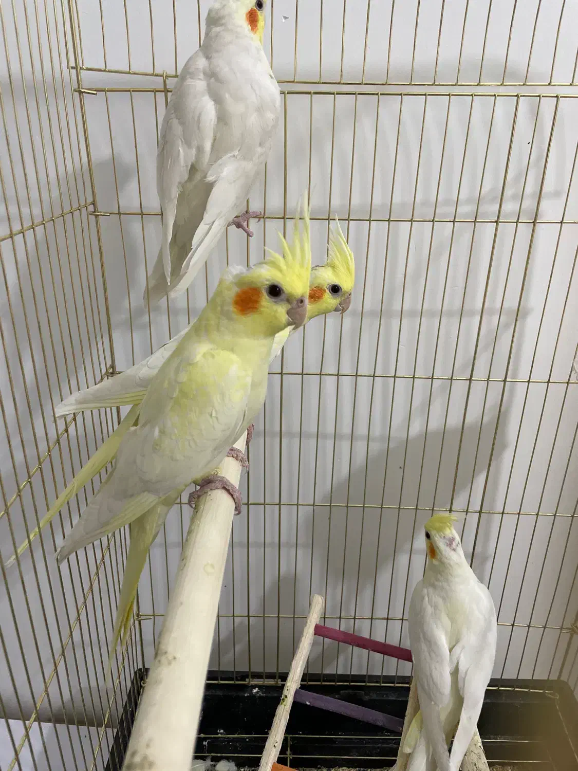 عروس هلندی|پرنده|شهریار, شهریار|دیوار