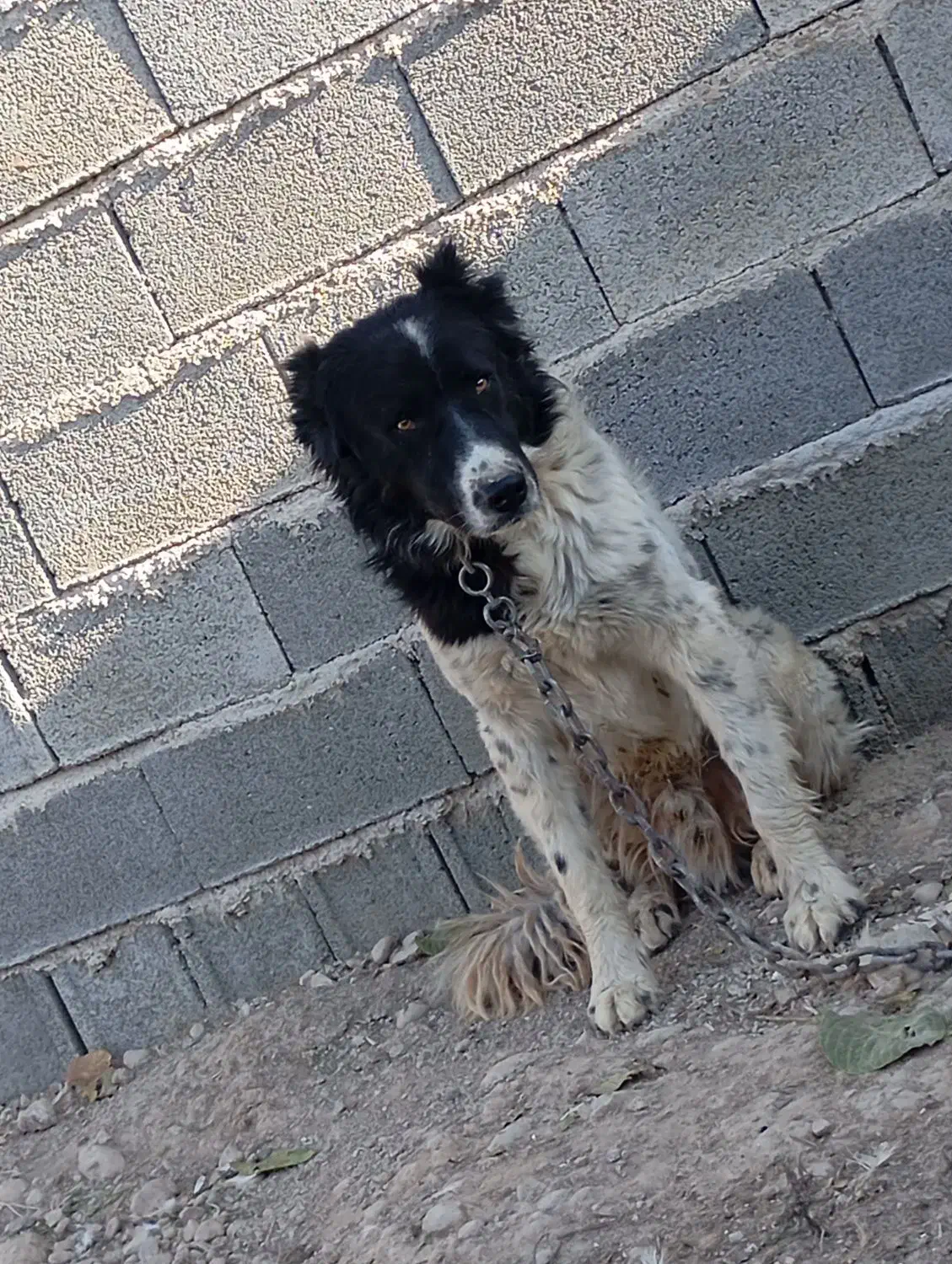 سگ قدرجونی- قهدریجانی قلاده ای نگهبان بشرط|سگ|شیراز, گویم|دیوار