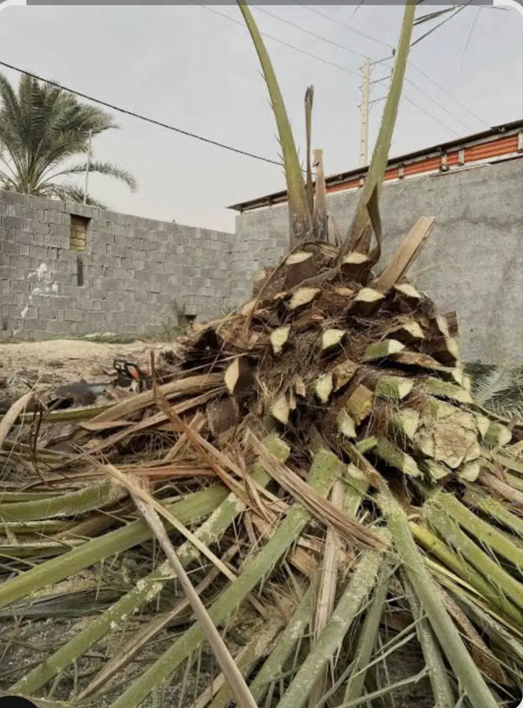 برش نخل رایگان|خدمات باغبانی و درختکاری|آبپخش, |دیوار