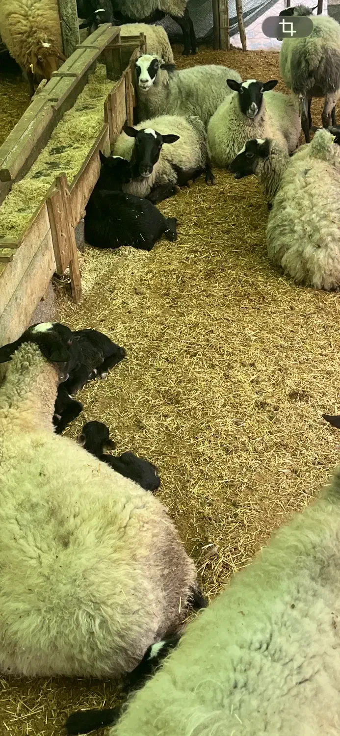 یک راس میش اصیل شکم دوم رومانف|حیوانات مزرعه|لاهیجان, بازکیاگوراب|دیوار