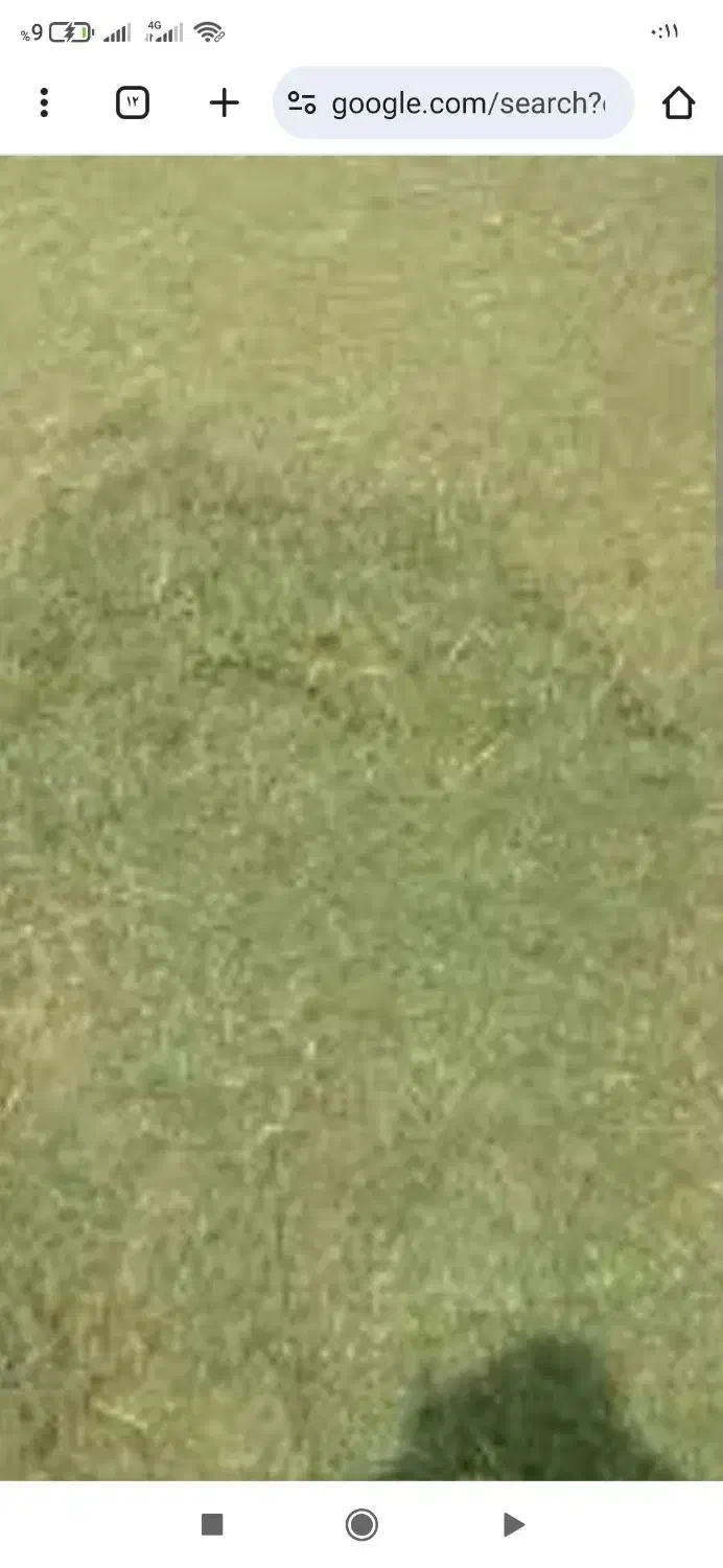 سوزه داندار|حیوانات مزرعه|جوانرود, |دیوار