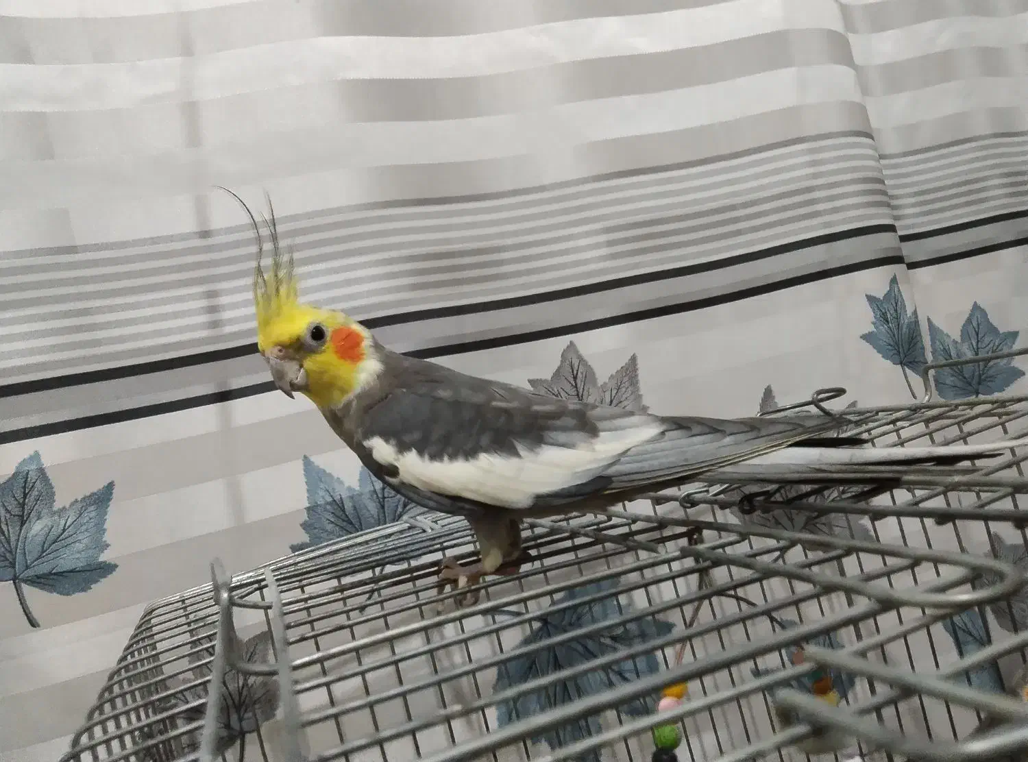 یک جفت عروس هلندی سر ۴ تا  تخم  با قفس|پرنده|اشتهارد, |دیوار