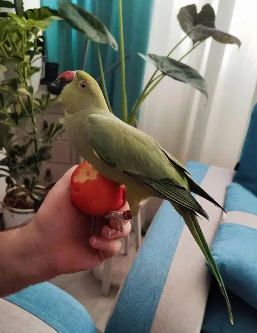 طوطی ملنگو|پرنده|ری, دولت‌آباد|دیوار