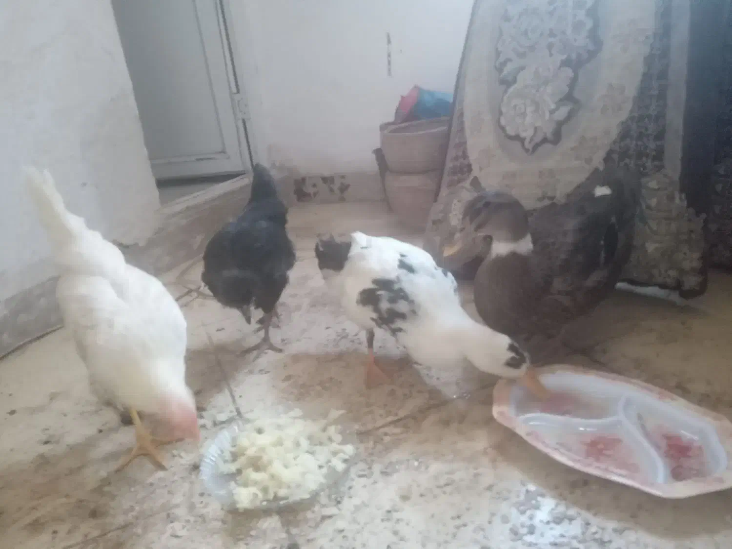 مرغ وخروس واردک|حیوانات مزرعه|قرچک, باقرآباد|دیوار