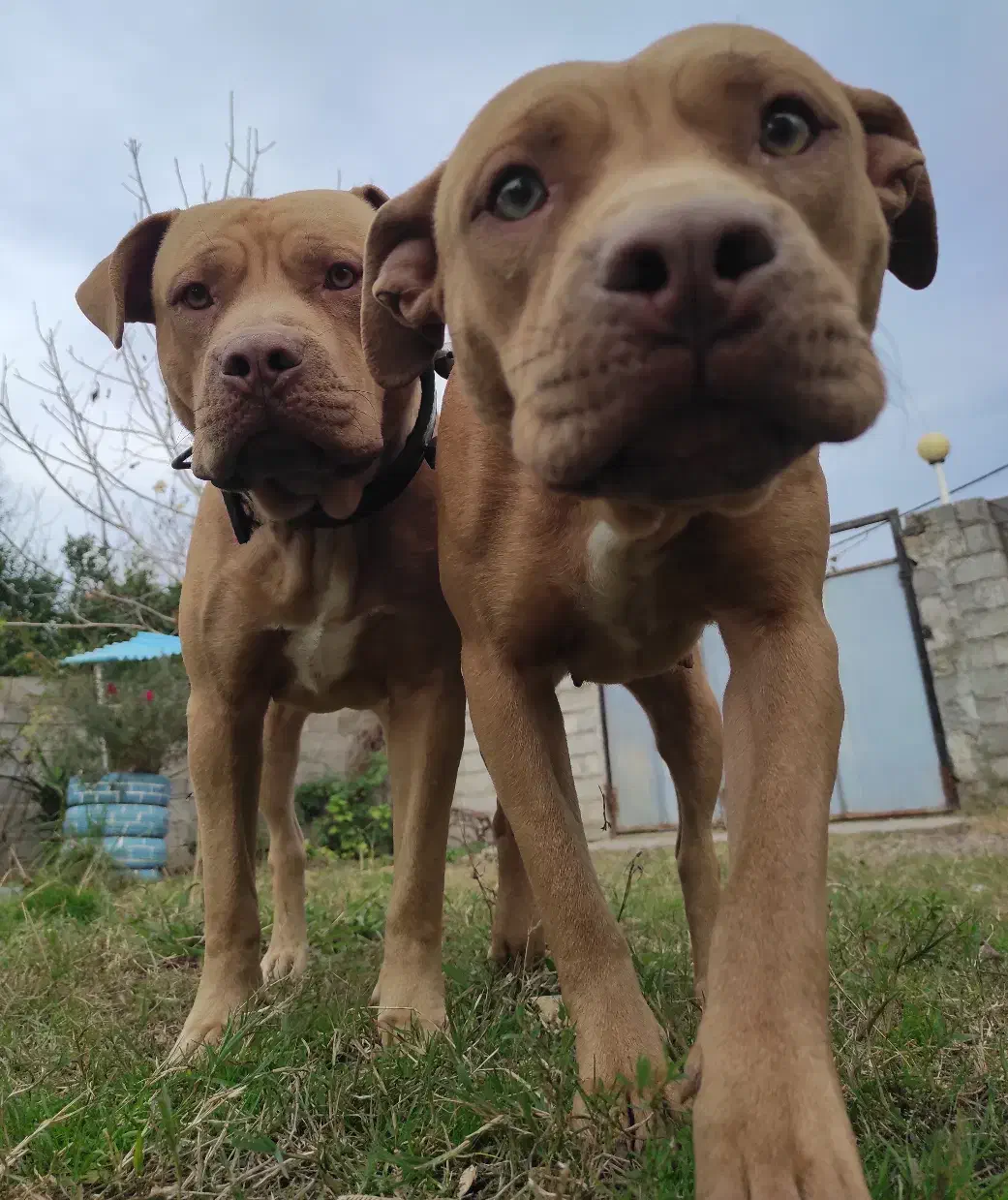 یکجفت امریکن پیتبول اصیل|سگ|سنگر, |دیوار