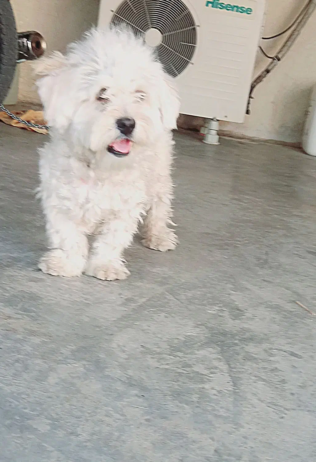 شیتزو مالتیز|سگ|مسجد سلیمان, |دیوار