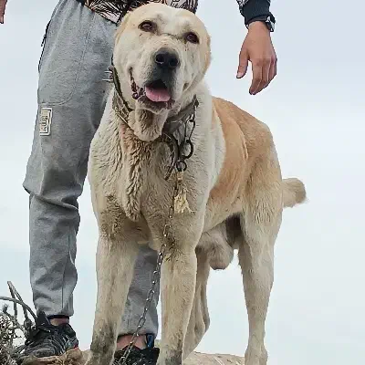 سگ واگذاری افقان|سگ|بجنورد, |دیوار