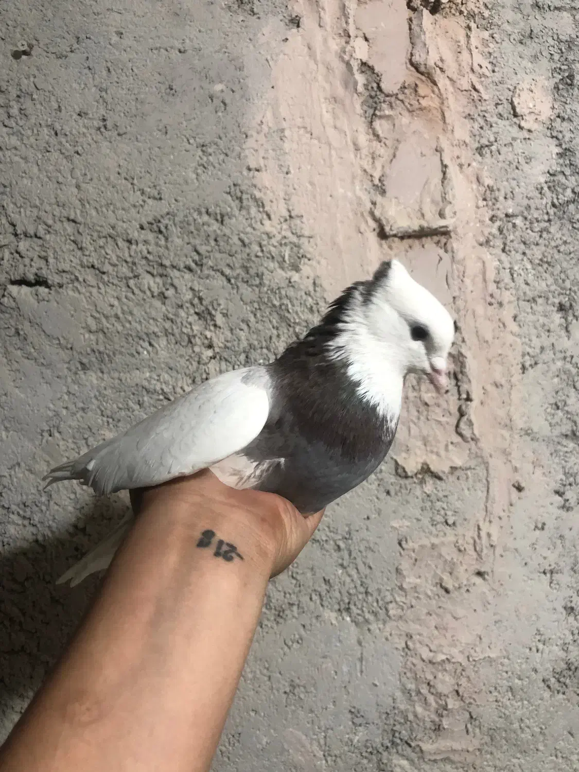 طوقی|پرنده|اسفراین, |دیوار