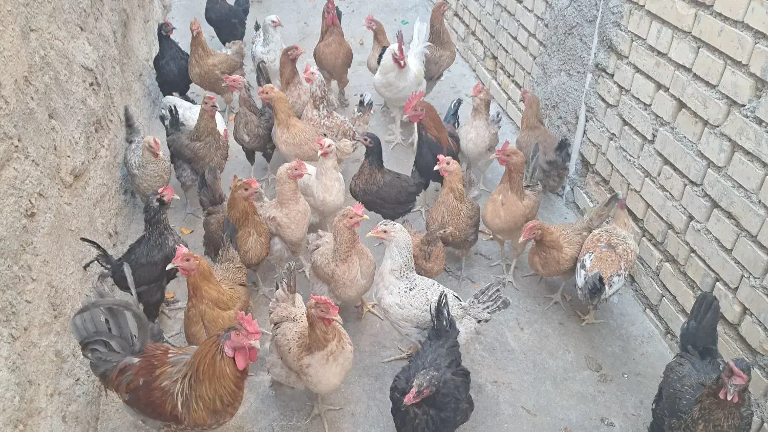 مرغ محلی|حیوانات مزرعه|بهبهان, |دیوار