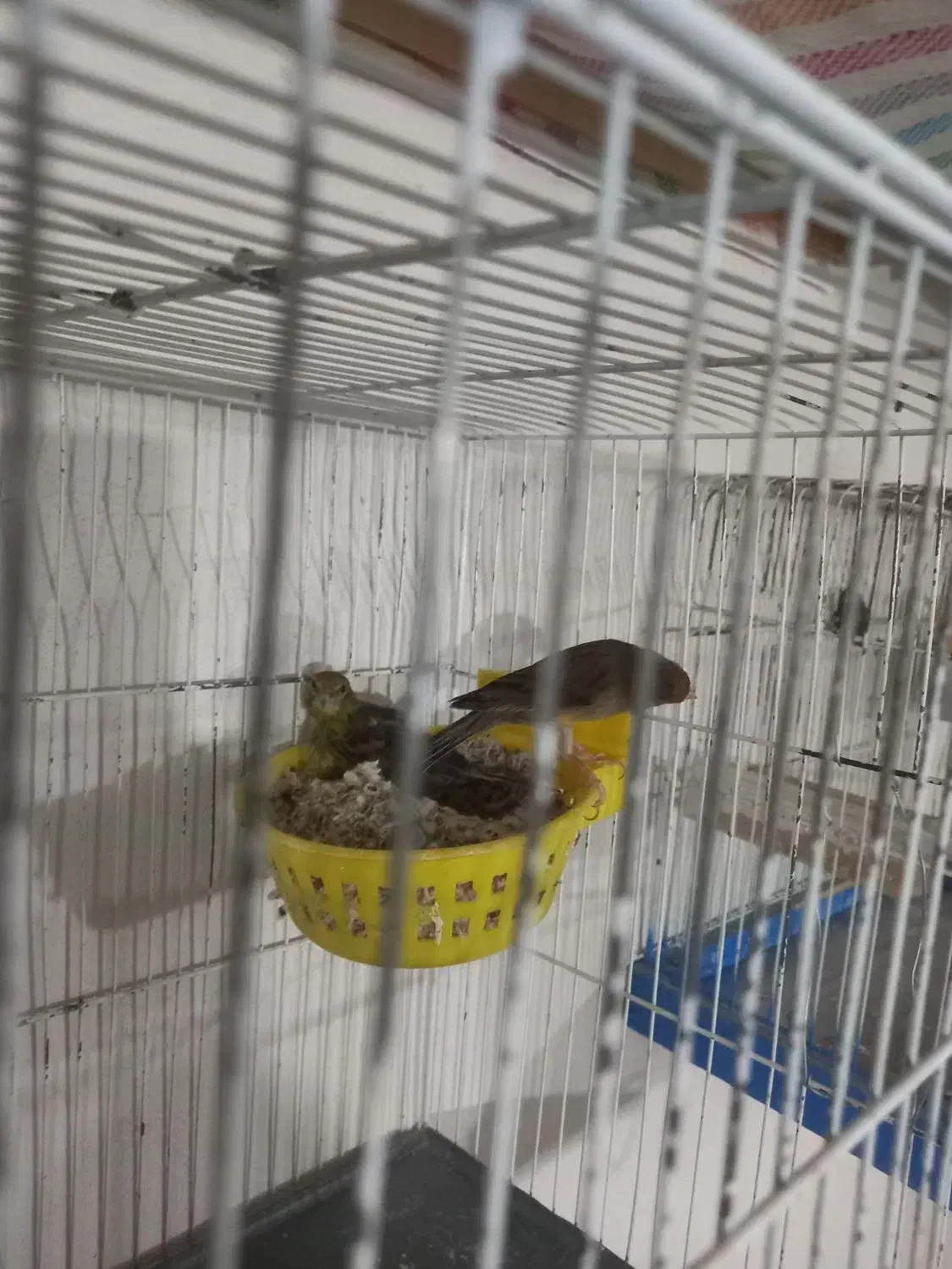 قناری|پرنده|تربت‌حیدریه, یحیی آباد|دیوار