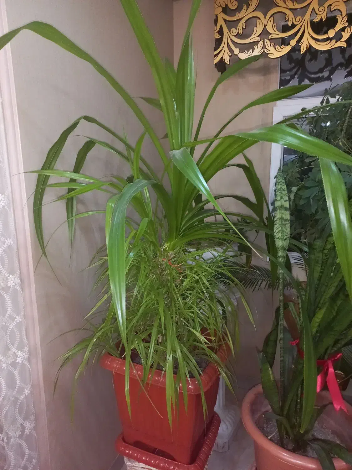 گلهای آپارتمانی|گل و گیاه طبیعی|قدس, شهرقدس|دیوار