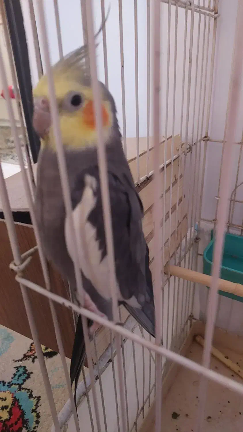 عروس هلندی|پرنده|کرج, سیاه کلان|دیوار