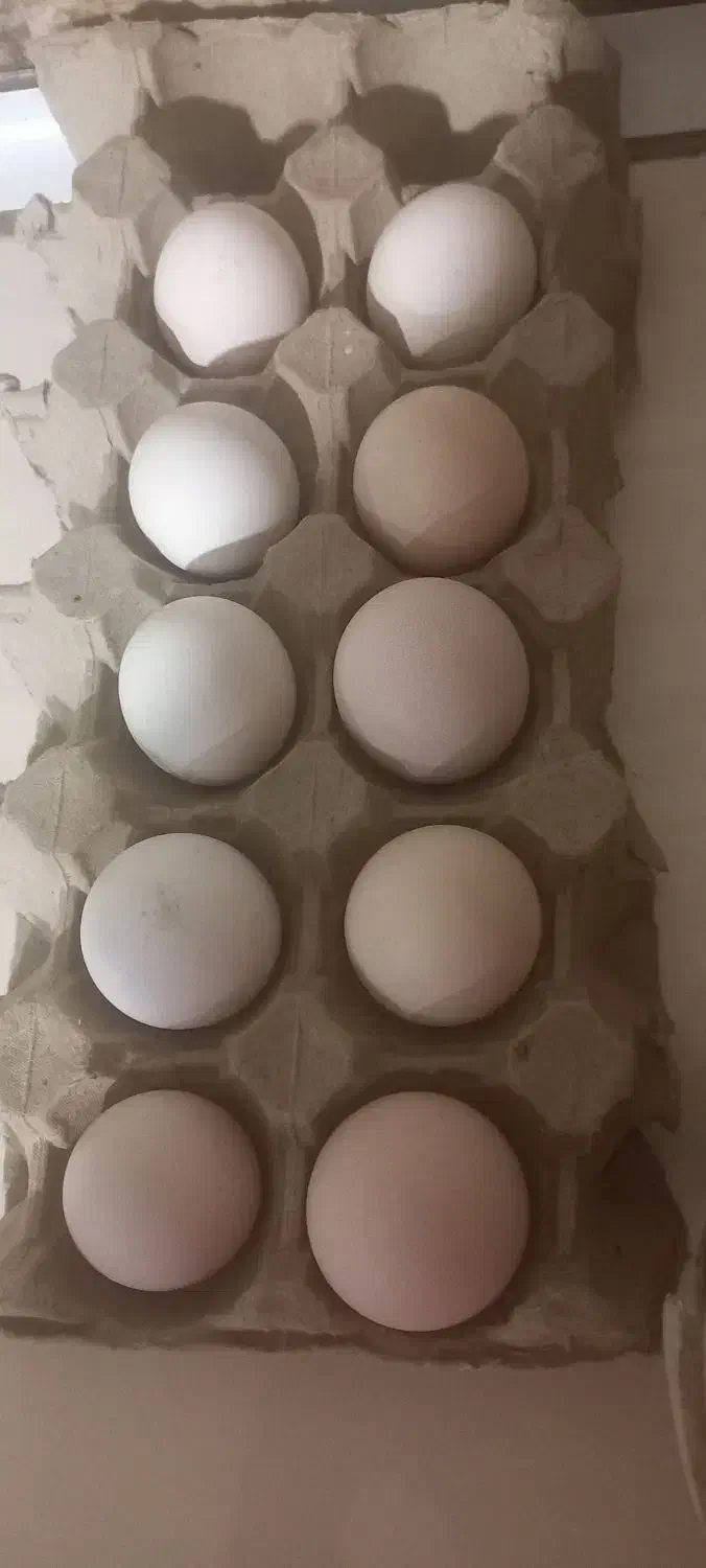 تخم مرغ نطفه دارگلین|حیوانات مزرعه|کرج, اخترآباد|دیوار