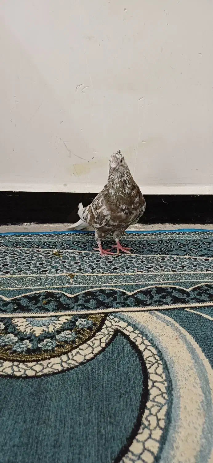 کبوتررنگی دورگ|پرنده|کارون, |دیوار