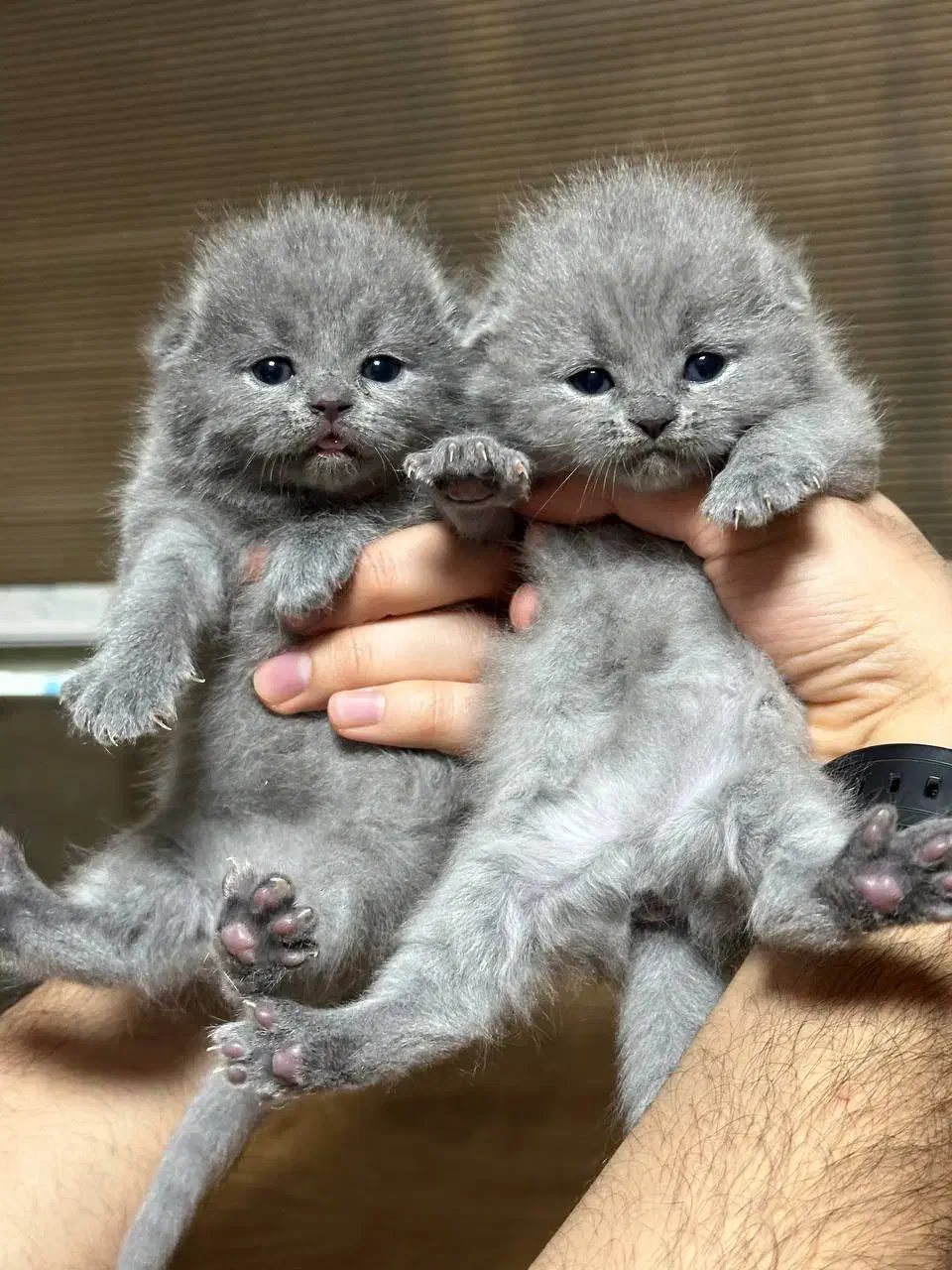 گربه اسکاتیش بریتیش عروسکی|گربه|قزوین, |دیوار