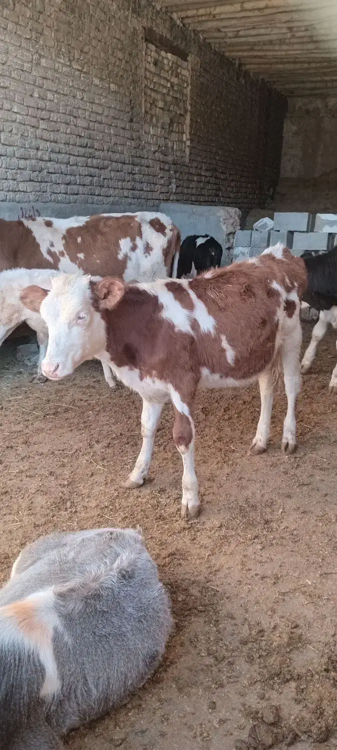 گاو و گوساله.گوساله نر وماده سیمینتال|حیوانات مزرعه|کوهنانی, |دیوار