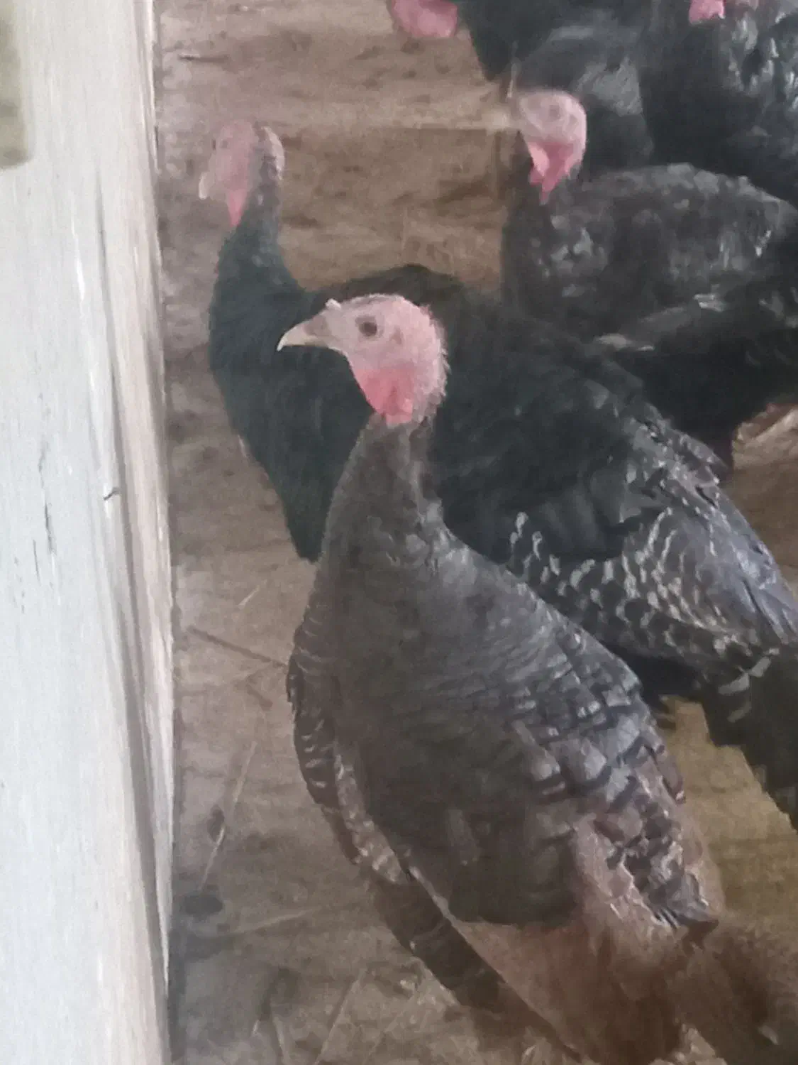 فروش بوقلمون نر و ماده برنز محلی|حیوانات مزرعه|قائمشهر, |دیوار