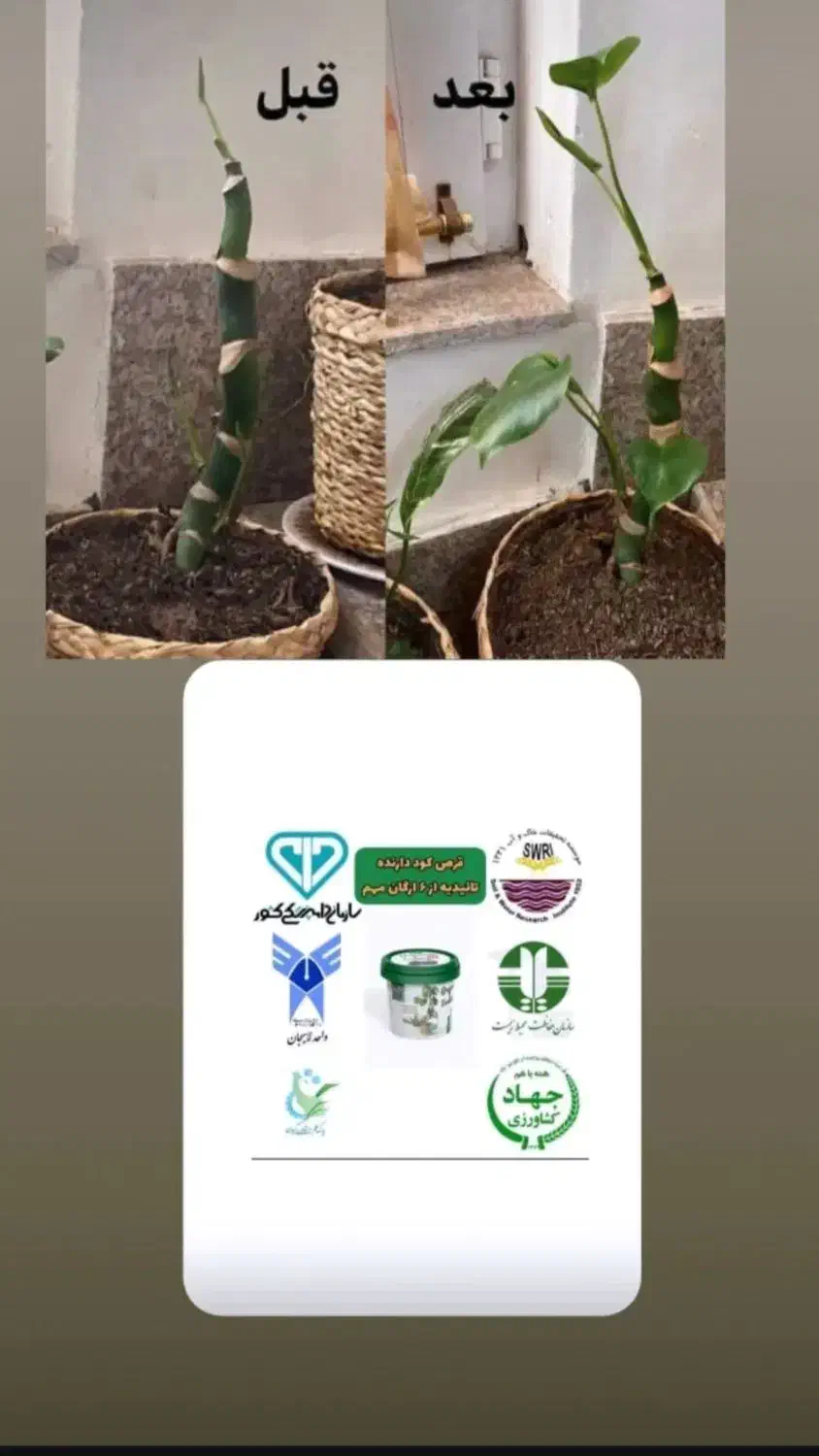 قرص کود|گل و گیاه طبیعی|رشت, پل تالشان|دیوار