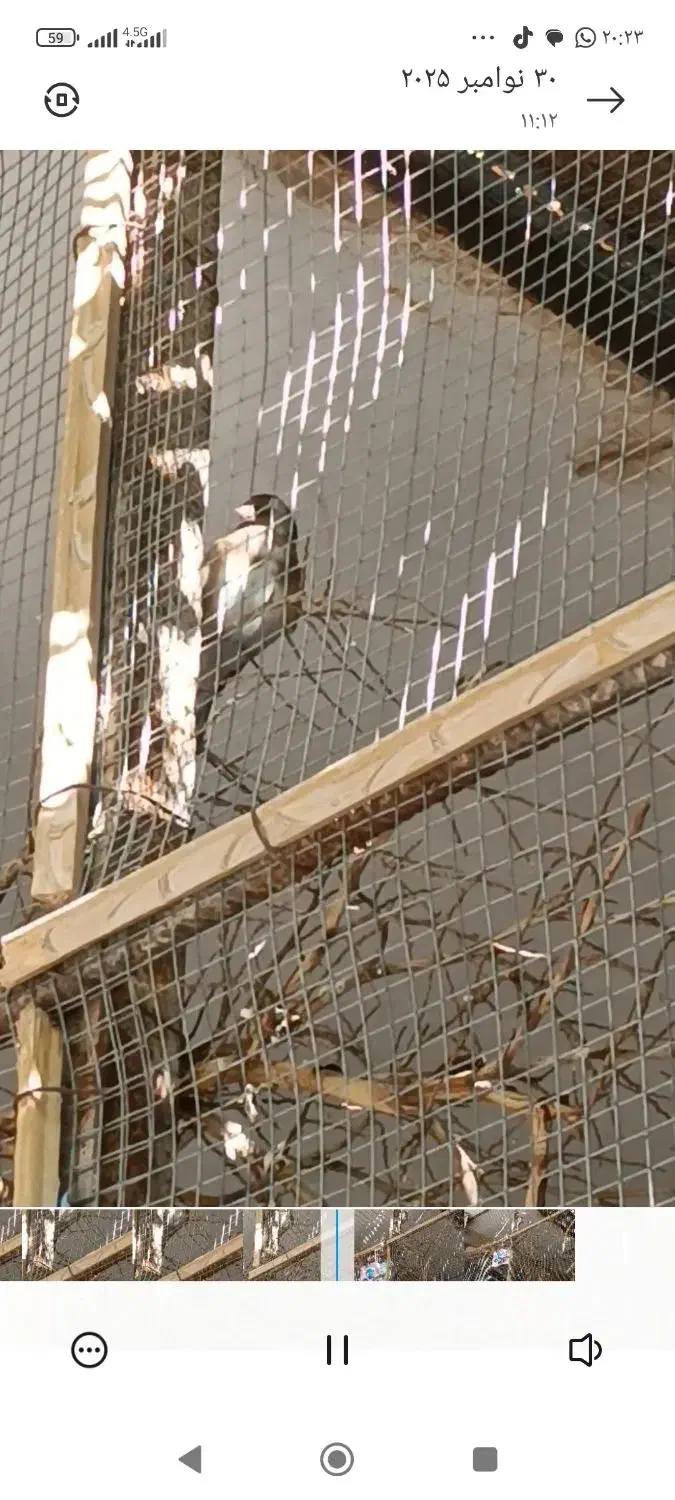 دو عدد سهره|پرنده|ایرانشهر, |دیوار