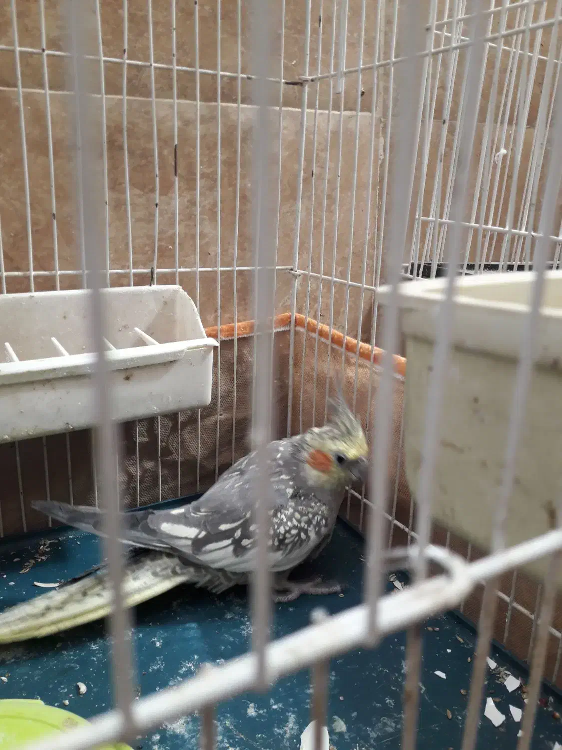 عروس هلندی نر و ماده سالم وسرحال|پرنده|شاهرود, |دیوار