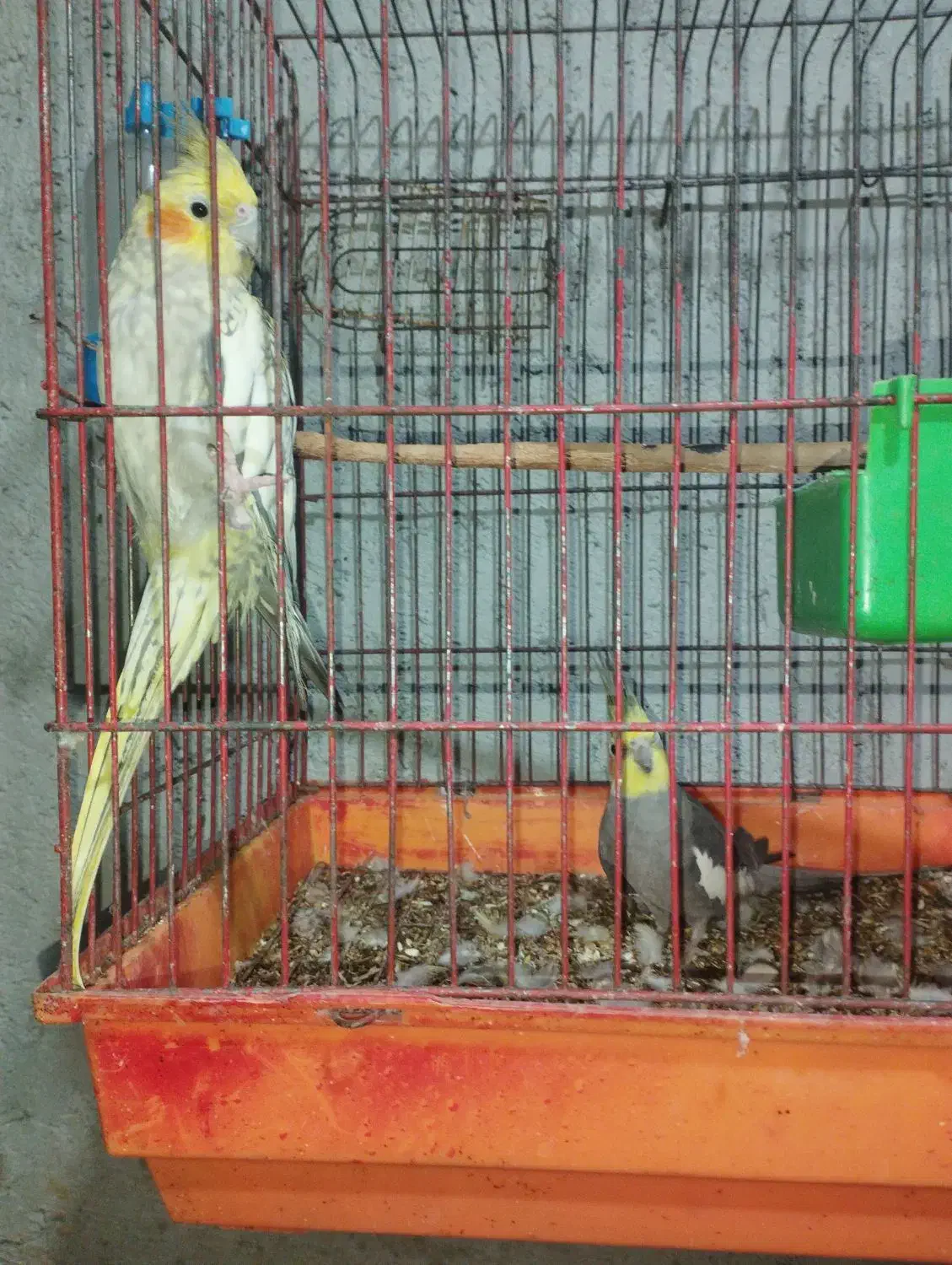 عروس هلندی|پرنده|میناب, |دیوار