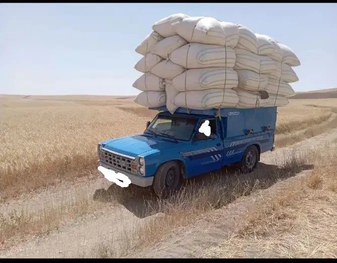 کاه گندم|لوازم جانبی حیوانات|رشت, منظریه|دیوار