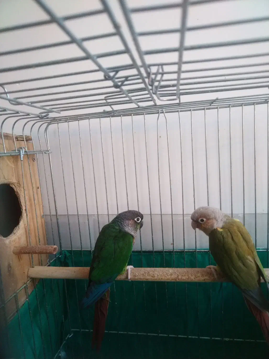 جفت گرینچیک|پرنده|یزد, |دیوار