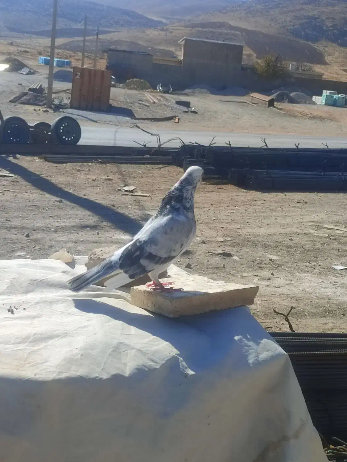 کفتر شازده|پرنده|نورآباد, |دیوار