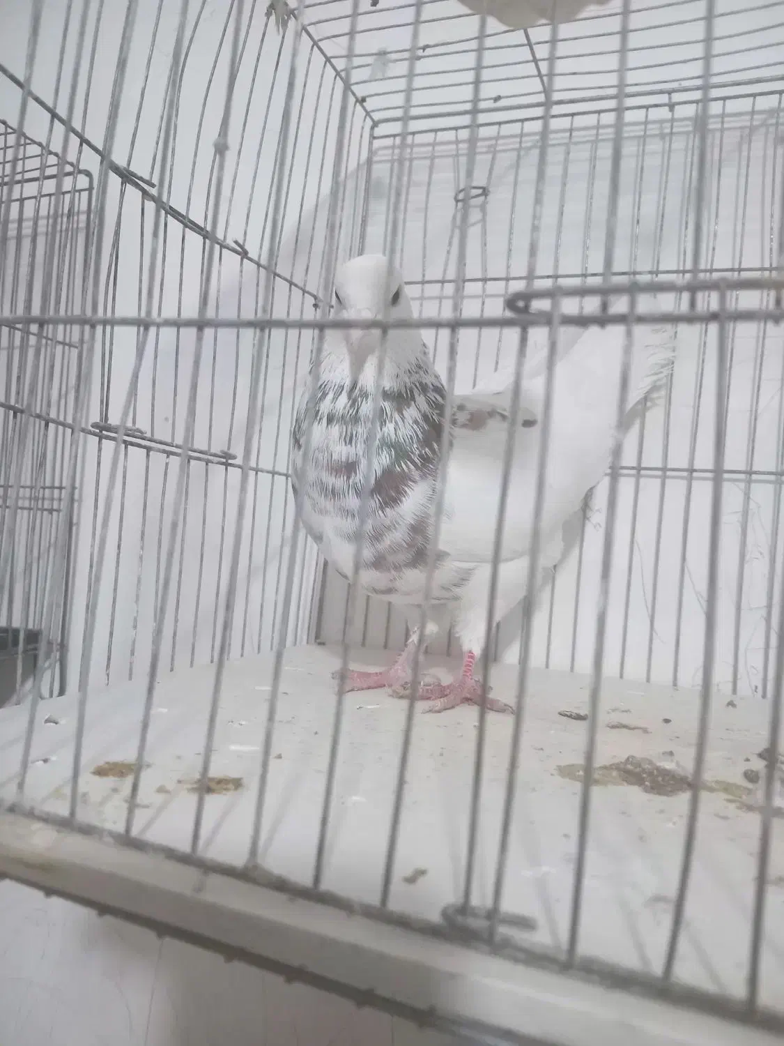 طوق سور کلاهی|پرنده|کرمان, |دیوار