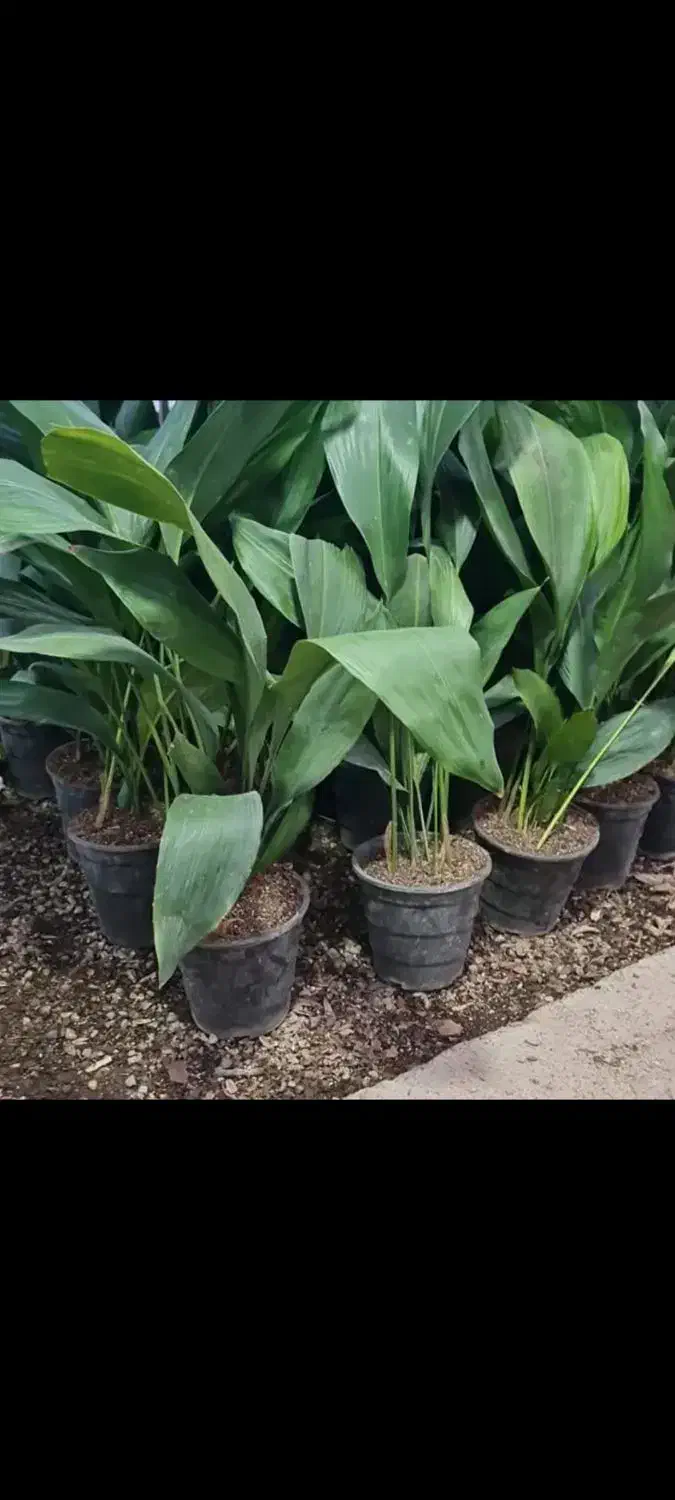 برگ عبایی زاموفیلیآ|گل و گیاه طبیعی|قم, خداکرم|دیوار