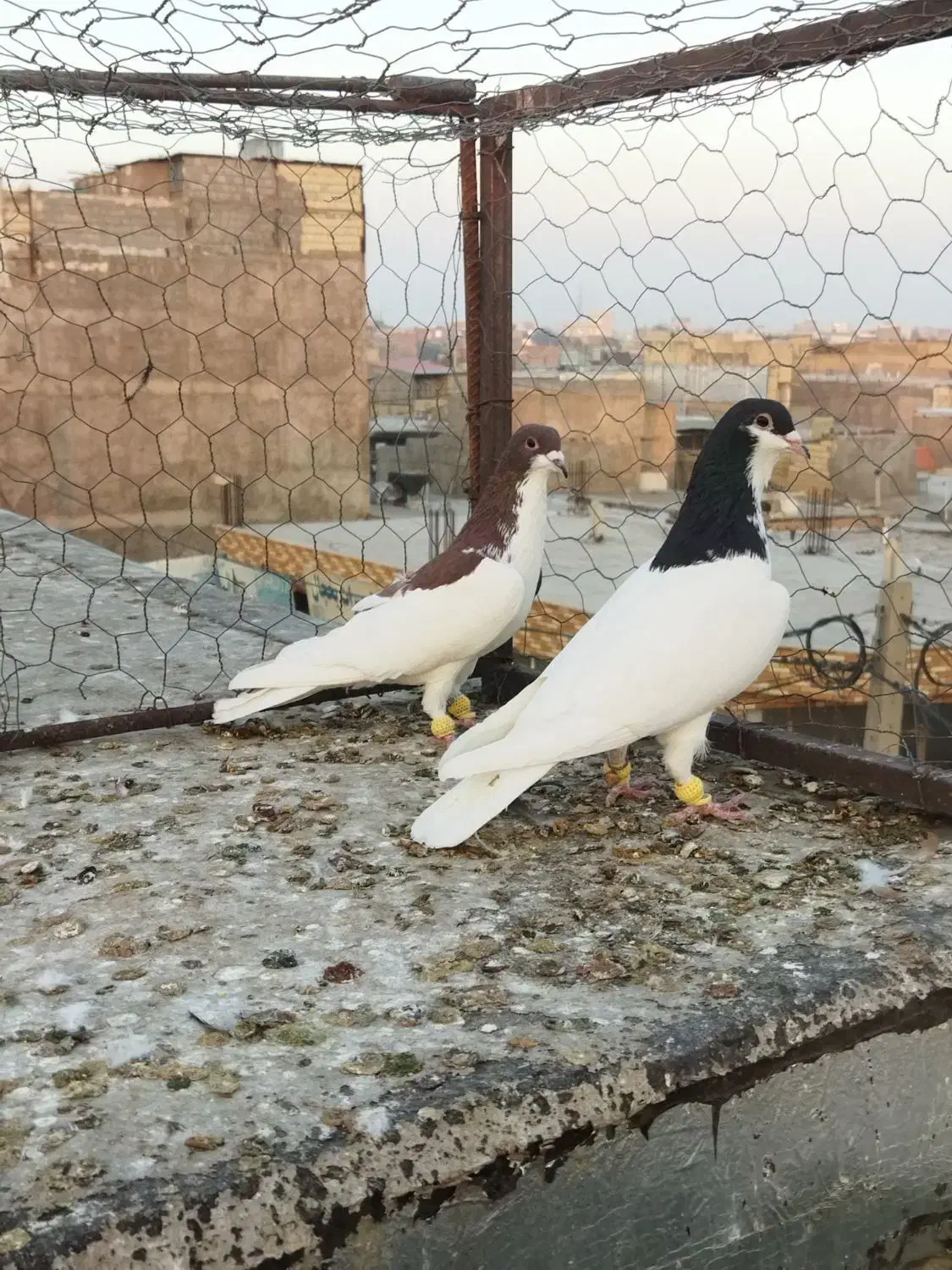 کبوتر پرنده.|پرنده|اقبالیه, |دیوار