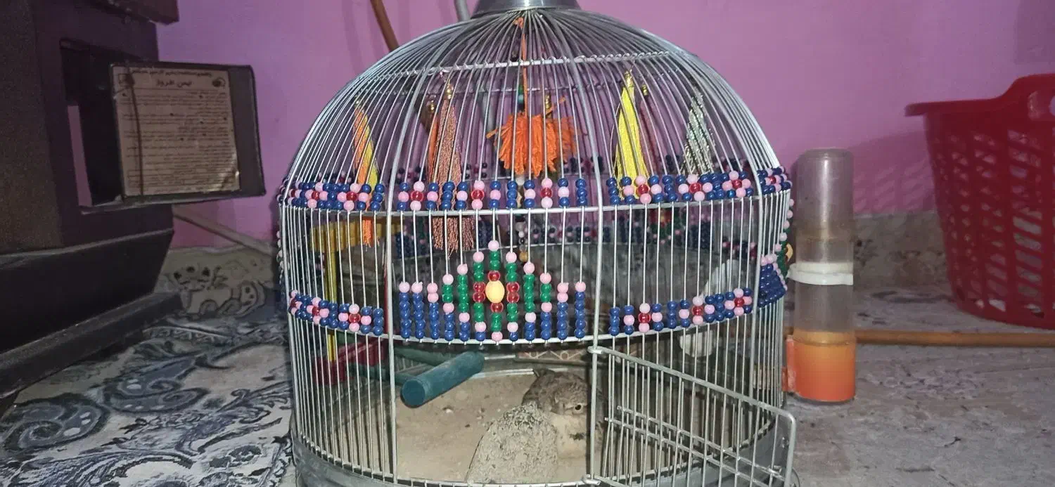 آوازه خوان|پرنده|داراب, |دیوار