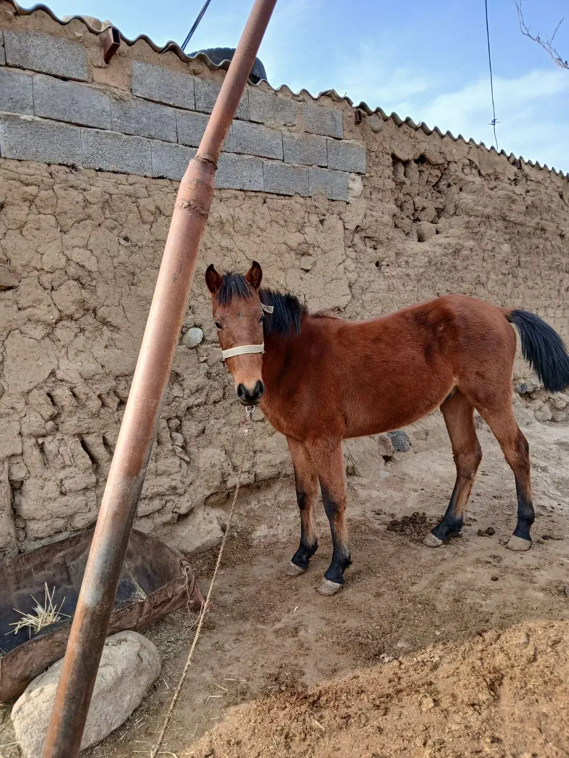 اسب نریان|اسب و تجهیزات اسبسواری|اردبیل, |دیوار