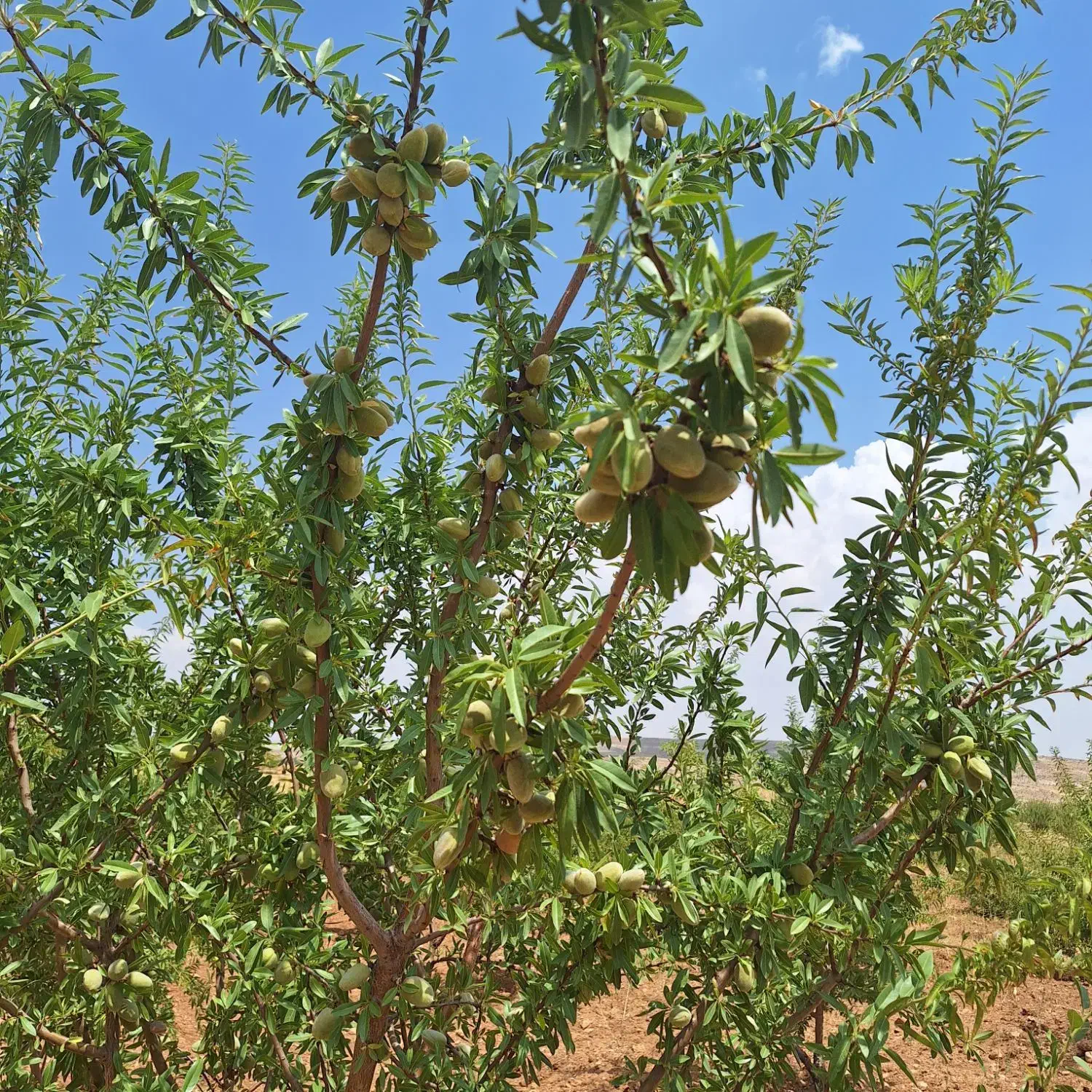 باغ هکتاری معاوضه با خونه باغ .چرامکان .پسکوهک|فروش زمین و ملک کلنگی|شیراز, باغشهر قصر سبز|دیوار