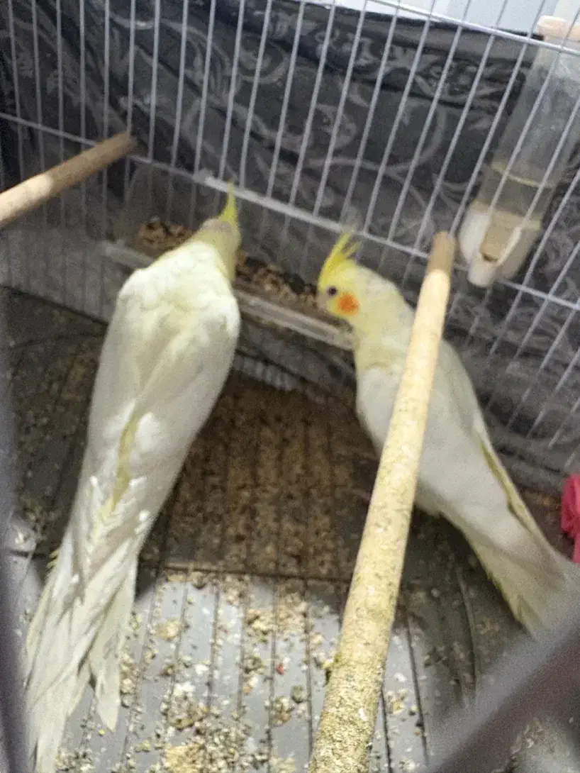 یک جفت عروس هلندی|پرنده|رشت, پل تالشان|دیوار