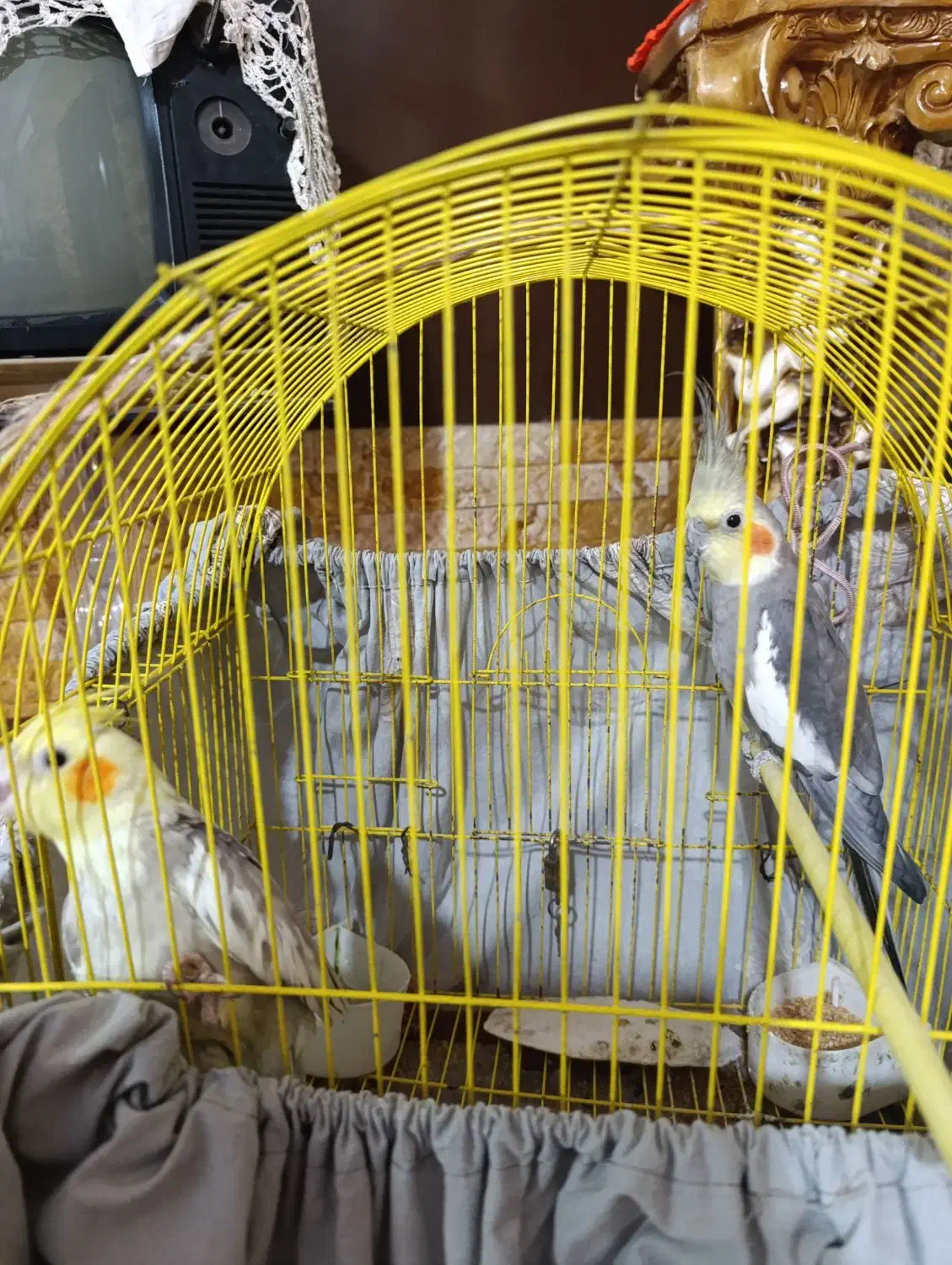 فروش عروس هلندی|پرنده|سرخرود, |دیوار