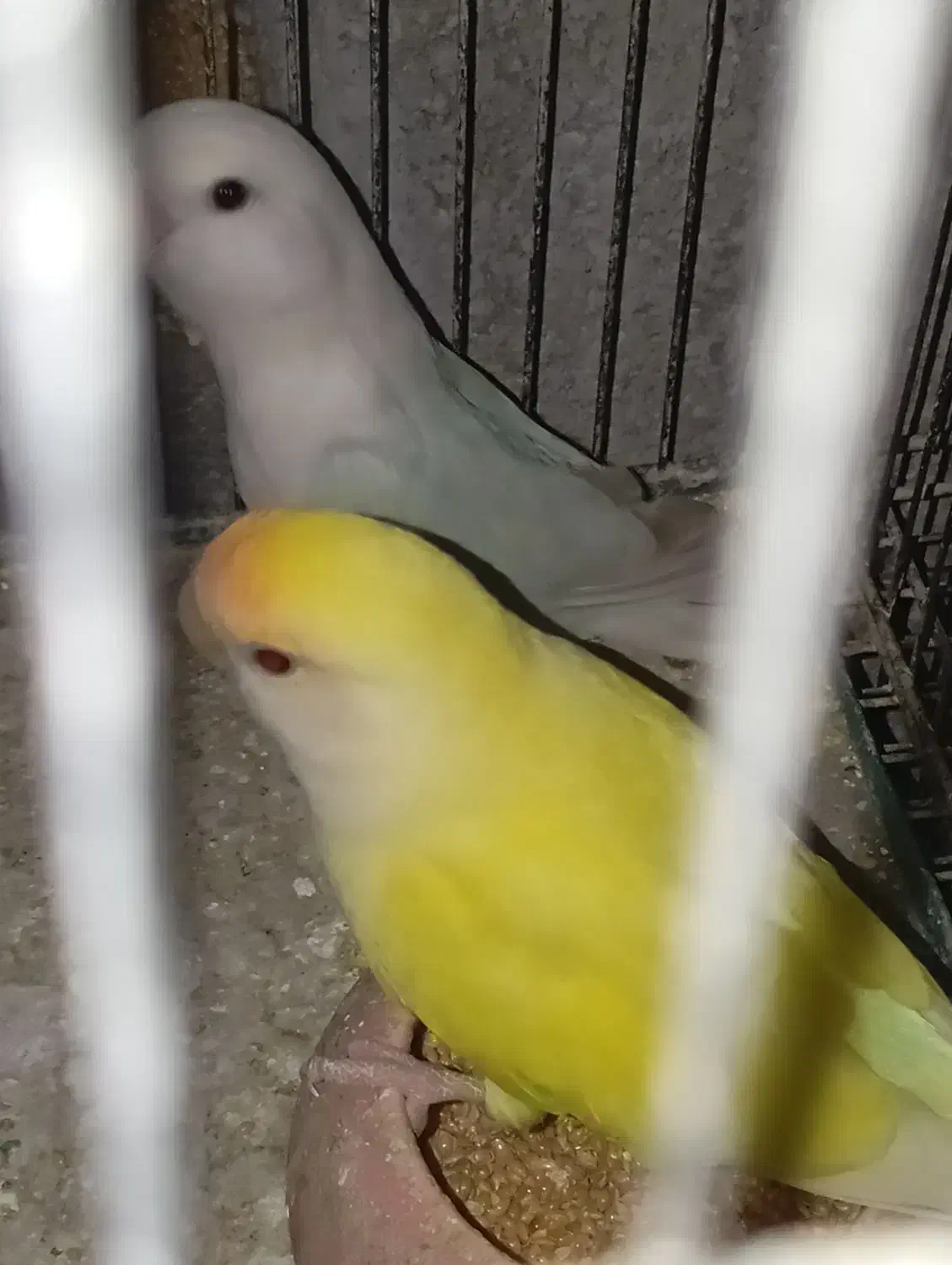 طوطی|پرنده|جهرم, |دیوار