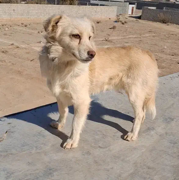 سگ پاپی اشپیتز|سگ|نجف‌آباد, یزدانشهر|دیوار