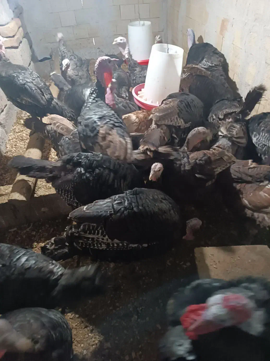 بوقلمون نروماده نه الا یازده ماهه|حیوانات مزرعه|میانه, |دیوار