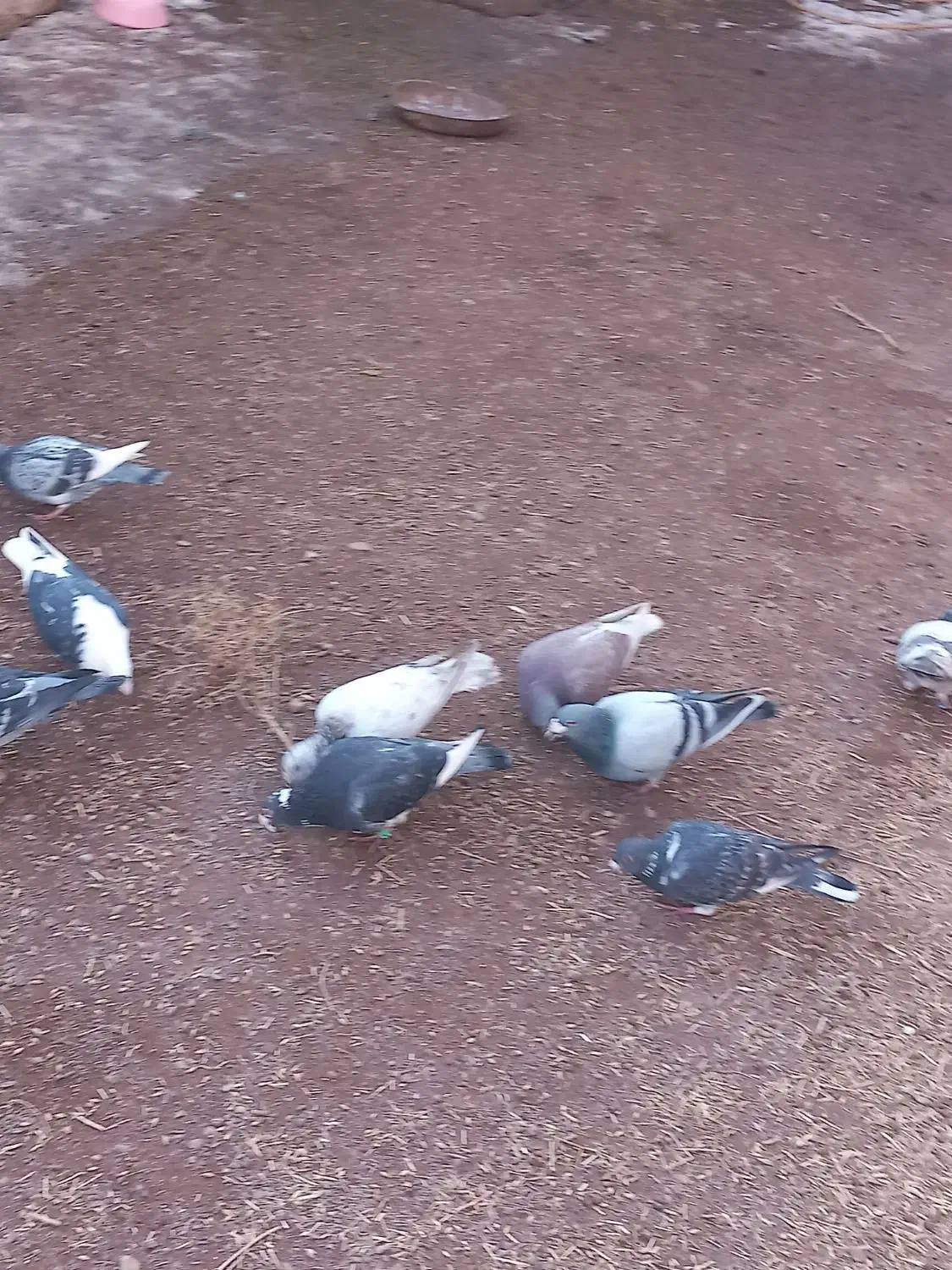 کبوتر|پرنده|میان جلگه, |دیوار