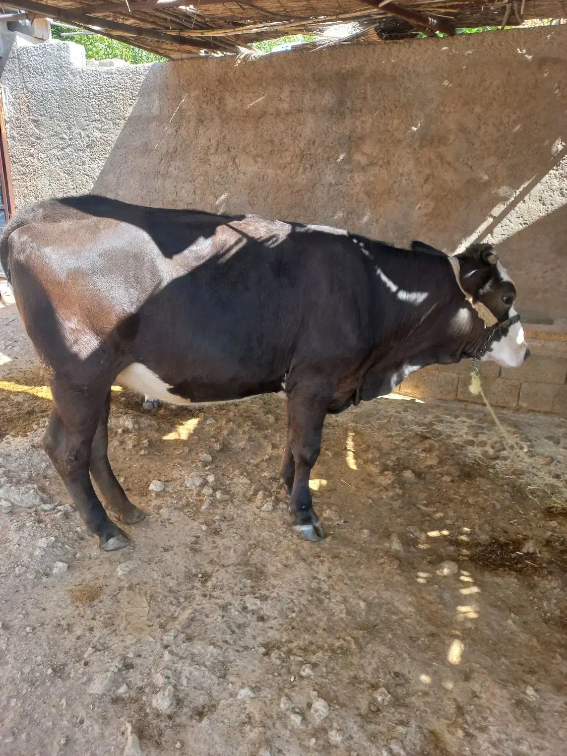 دو عدد گوساله|حیوانات مزرعه|ایذه, |دیوار