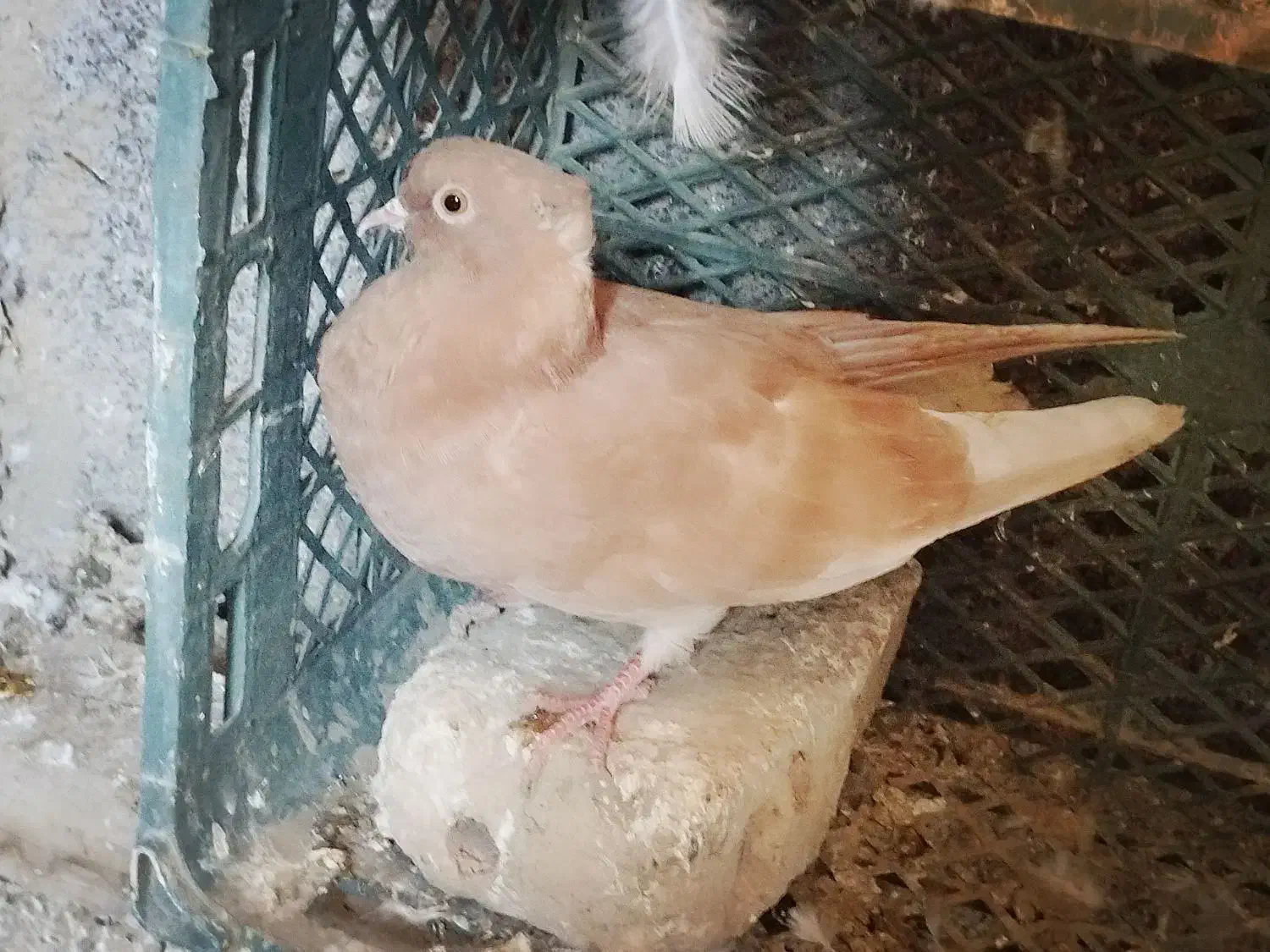 تعدادی کبوتر تکپر|پرنده|انبارآلوم, |دیوار