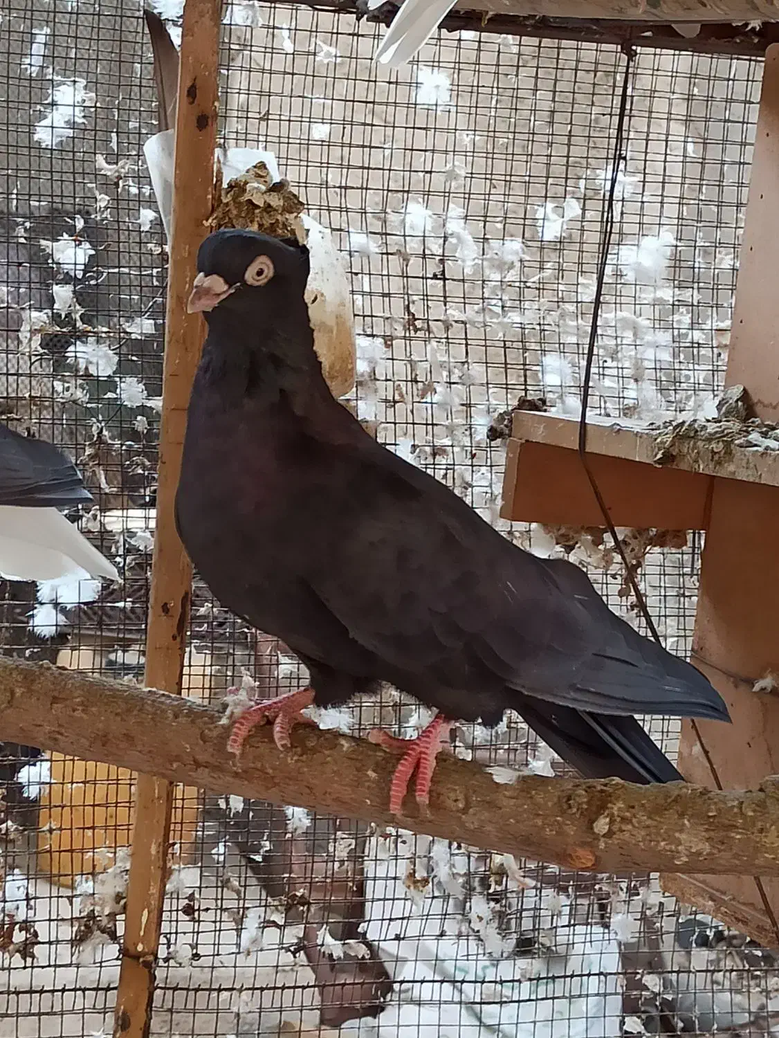 صرب|پرنده|ریز, |دیوار