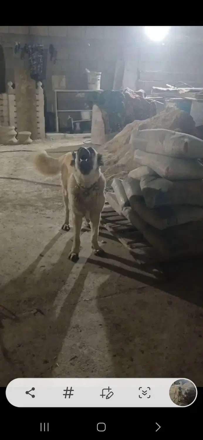 سرابی ۲ساله ماده|سگ|اندیمشک, |دیوار