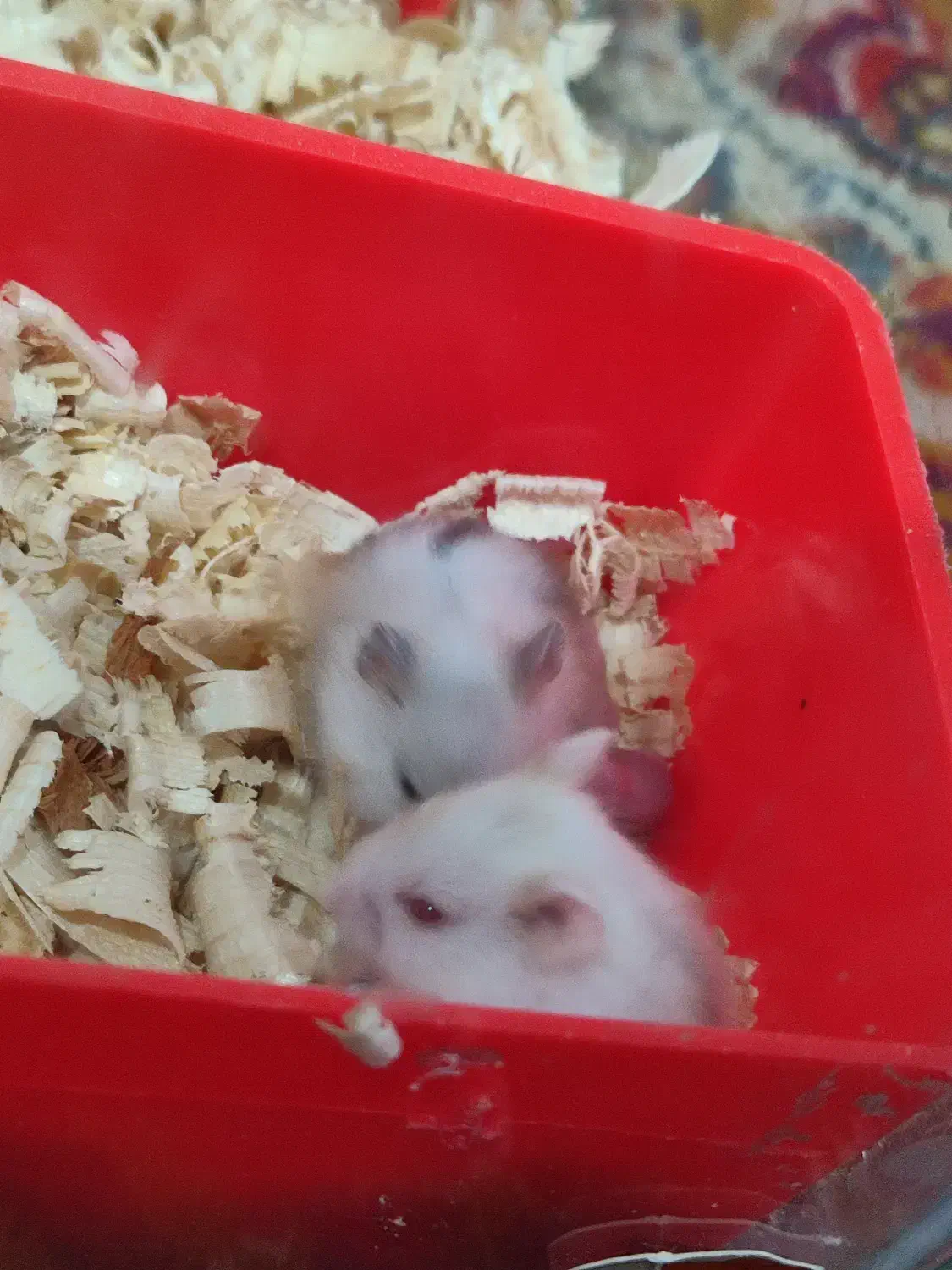 همستر|موش و خرگوش|کرمانشاه, |دیوار