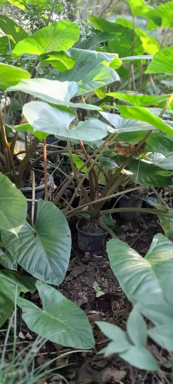 بابا آدم|گل و گیاه طبیعی|رحیم‌آباد, |دیوار