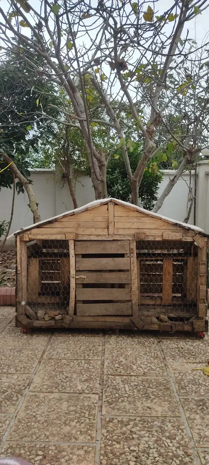 قفس مرغ و پرنده|لوازم جانبی حیوانات|رامسر, |دیوار