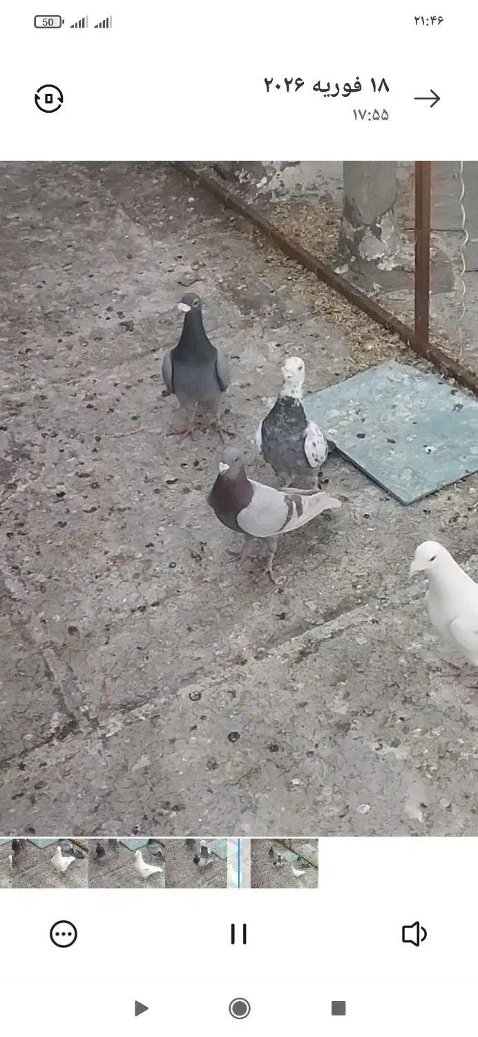 کبوتر|حراج|فسا, |دیوار