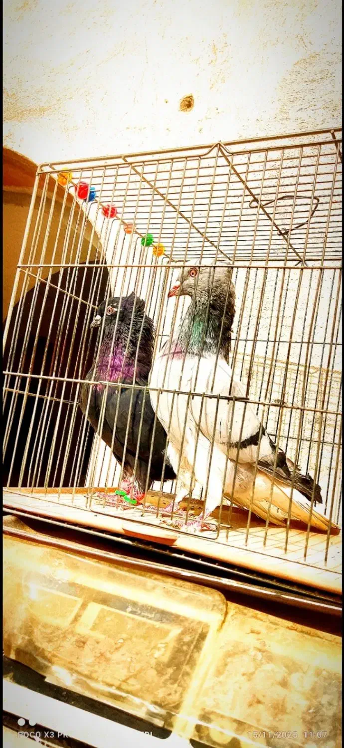 ۵تا دم سفید عتیقه کمر بالا پاک پاک بشرط همه چی|پرنده|اصفهان, شمس آباد|دیوار